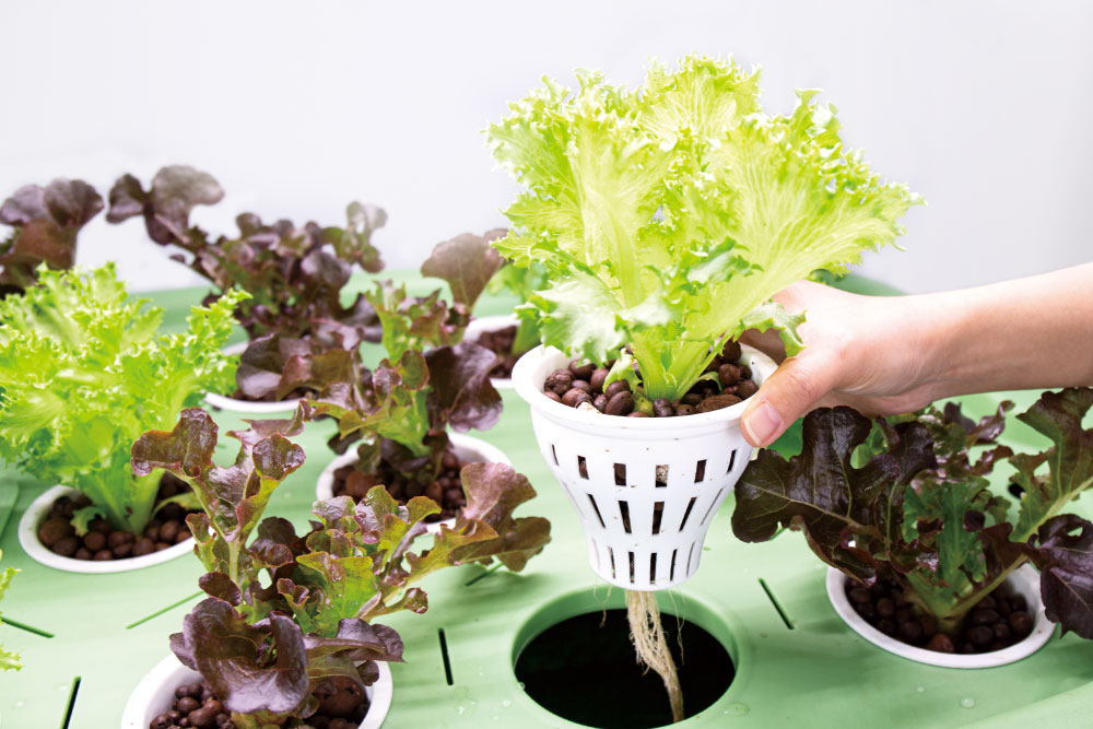 Water-grown vegetables