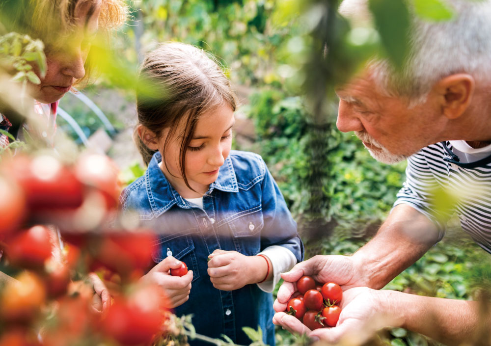 Grandparents teaching a kid how to pick up tomatoes